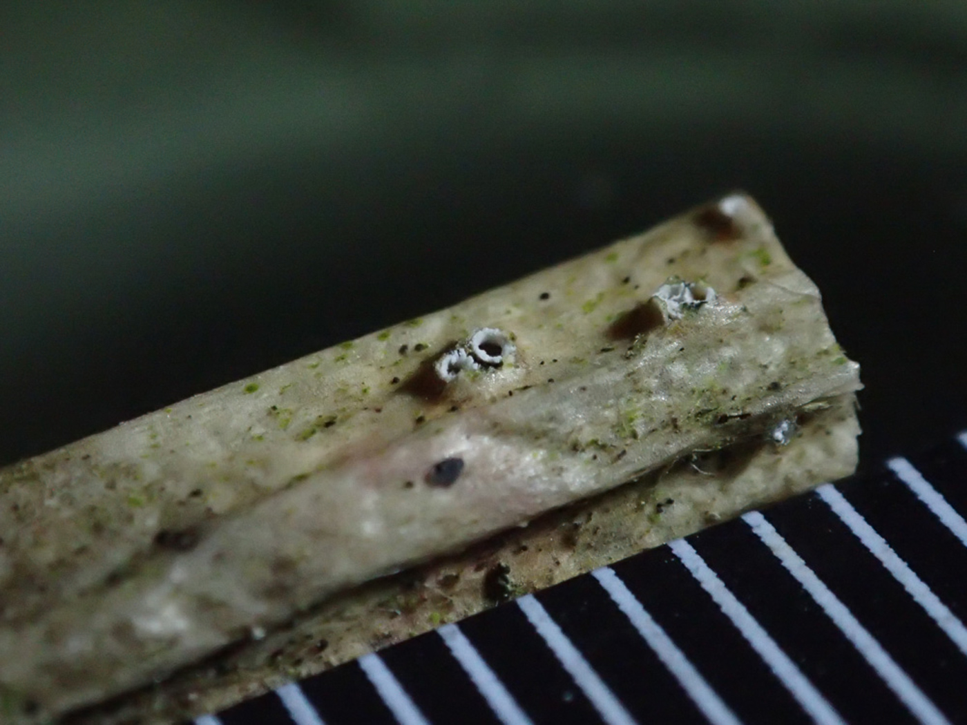 Photo © Sarah Ebdon Stictis radiata by Sarah Ebdon